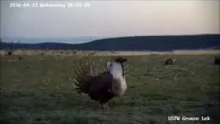 Greater Sage Grouse Lek Cam