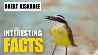 Exploring the Mysterious Great Kiskadee  | Interesting Facts | The Beast World