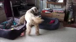 Dougie Welsh Colliepoo  First 10 months