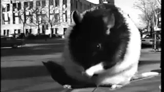 Attack of the Incredible Giant Man-Eating Rat with Laser Beam Eyes from Mars!