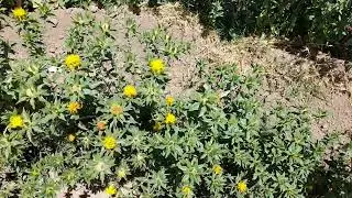 #Cucba #Oleaginosa Cultivo del c&aacute;rtamo (Carthamus tinctorius) una alternativa en los lugares &aacute;ridos.