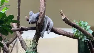 Koala House in Sch&ouml;nbrunn Zoo | Vienna | Austria | 2024 Aug