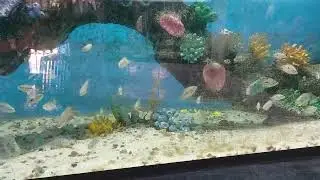 🌟 Denison Barb & Colourful Tropical Fishes | Stunning Coral Reef Tank Setup 🐠🌊
