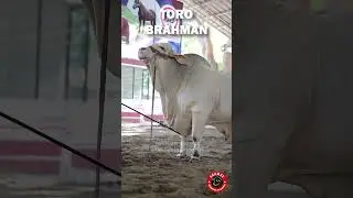 TORO BRAHMAN: La mejor gen&eacute;tica de ganado #brahman #toro #ganaderia #rancho #finca #agropecuario
