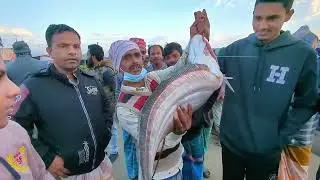 সস্তায় বিক্রি হলো পদ্মার বিশাল বোয়াল মাছ। Padma rivar big fish mark