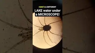 Looking at LAKE water under a microscope! Pt 7