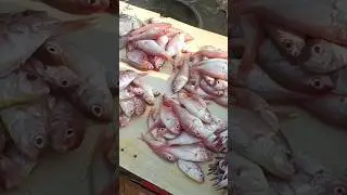 #red #fish #harbor #vizag #sale #100rs #different #unique #fishes viralvideo #1000subscriber  #new