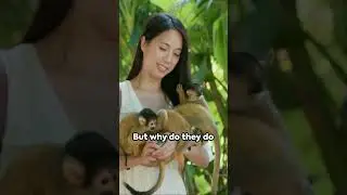 cheeky bali monkeys stealing tourist stuff #balimonkey #monkeyforest #bali  #funfacts #monkey #thief