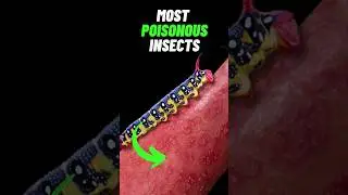 Most Poisonous Insect