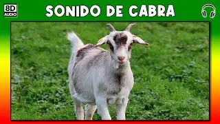 SONIDO DE CABRA 🐐