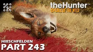 lov s lukem - mise na Laytonu  #243 | The Hunter: Call of the wild CZ  | Lets play | Česky