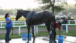 Uncle Mo breezes at Saratoga Race Course