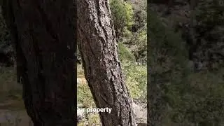 Starlight canyon