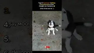 Top 5 Funniest Talking Dog Moments Ever Caught on Camera 😂🐶🐾 #funny #dogshorts #memes