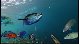 DI SINI DI SPOT WAKATOBI MEMANG MANTAP ❗🇮🇩