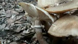Armillaria mellea