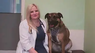 Lakeside Animal Hospital Comcast TV Commercial