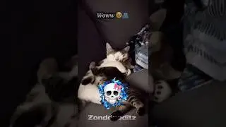 Cats friendship..🥰🫂💫#cat #trollfaceedit #catfriendship #shorts