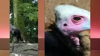 Avifauna