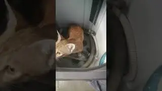cute bubu#cat #funny#pets #cutecat