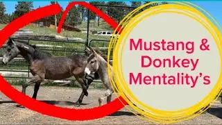 DO BLM Mustangs & Burros Need Different Training? NEW SERIES!