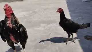 Aseel Breeding Pair | First Mate | Aseel Murga Murgi
