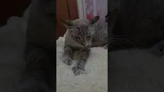 Kiyouka's bakery just opened Part 1 #cat #cutecat