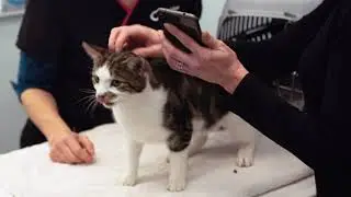 SureFeed Microchip Pet Feeder