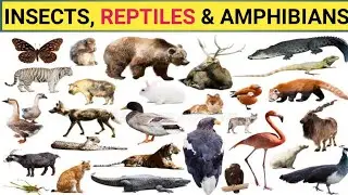 Learn Reptiles,Insects And Amphibians Name For Kids & Preschoolers Video l Kids Learning videos