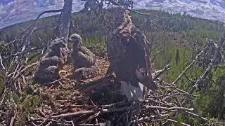 Mother Leopard Rescue The Little One.