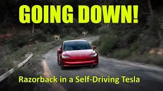 Going Down! Old Razorback Rd in a Self-Driving Tesla! 😱