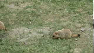 Himalayan Marmot