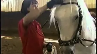 Lipizzaners