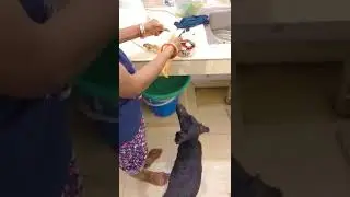 Dog || I am Confused Mom making diet for me or for Puchoo ||#dog #love #care #animals #viral #shorts
