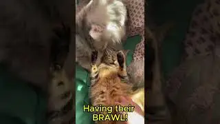 ⚠️ FRENEMIES ALERT ⚠️ Like+Sub if you think their ICONIC #fyp #cats #viral #cute #2026 #besties