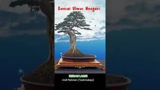 Bonsai Ulmus Neagari Bonsai inspiratif