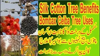Semal Tree #Red Silk Cotton tree #Silk Cotton #Bombax Ceiba #Indian Tree #Benefits of cotton #Piles