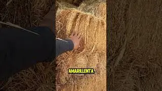 No juzgues la paca por la orilla.