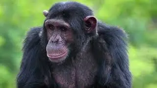 Chimpanzees once helped African rainforests recover from a major&nbsp;collapse
