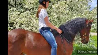 Morgan mare for sale! Hunt /Dressage