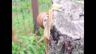 Sraige