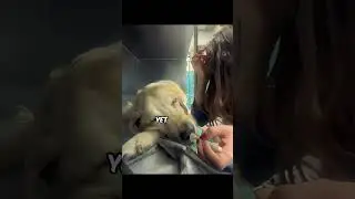 how dog say goodbye before death
