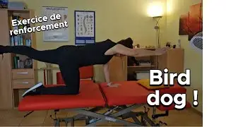 Bird dog - Exercice complet pour renforcer rapidement tout le corps