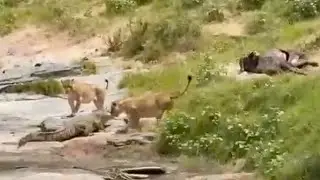 Lions vs Crocodile: Pride CHARGES Hungry Croc Away From Their Meal