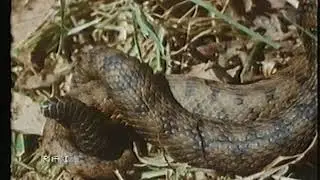 R1 - Vita degli animali: 