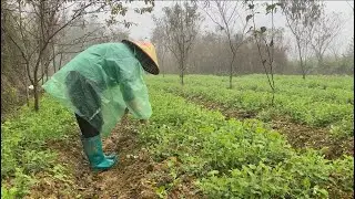 Fertilizing Pea Plants on a Cold Foggy Day | Sùng Thị Dinh |