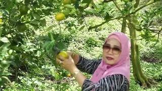 Jeruk Sarugo, manis dan rancak.