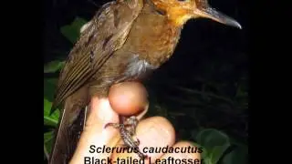 Black-tailed Leaftosser