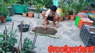 ফুল গাছের মাটি তৈরি করে টপ ভরে নিলাম ♥🌿