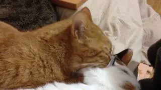 長～い耳そうじ